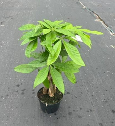 6" Pachira Money Tree Stump